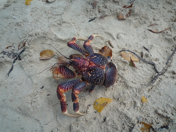 7c Zanzibar, zeilen, snorkelen en BBQ  in Fumba lagune _P1210765