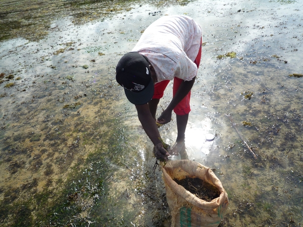 7d Zanzibar, Fumba beach, strandwandeling _P1210783
