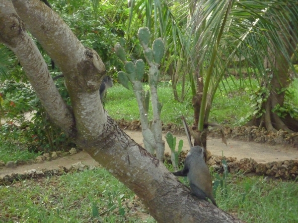 7d Zanzibar, Fumba beach, strandwandeling _P1210791