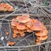 Paddenstoelen op afgezaagde boom