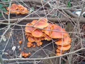 Paddenstoelen op afgezaagde boom