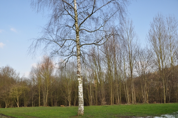 001 DENDER WEGELTJES......