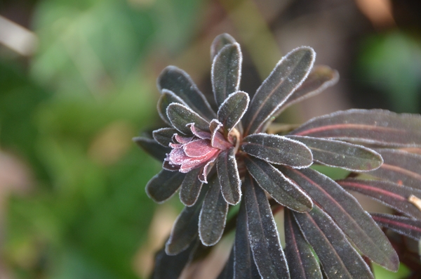 001 RONDJE HARMONIE....