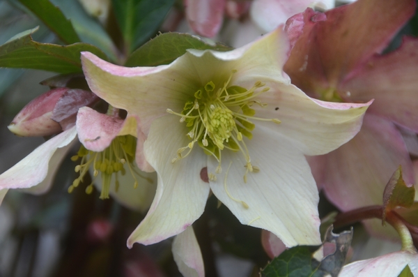 001 SLUIMER KNIPOOGJE LENTE.....!