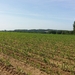 7juni Gooik (Strijland) 24ste Heidetocht