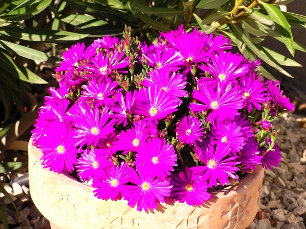 vetplant succulent