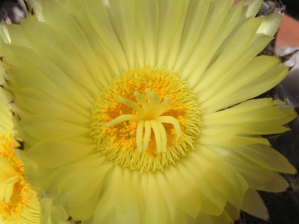 cactus