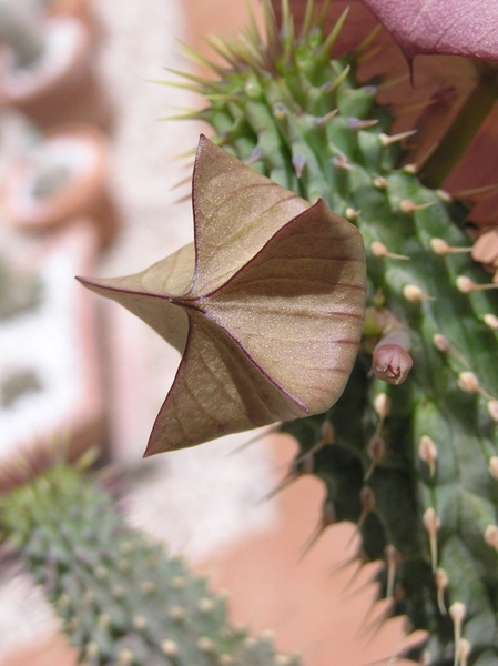 vetplant succulent