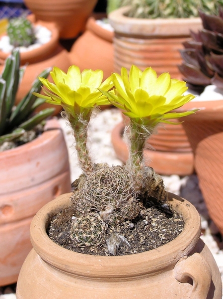 cactus