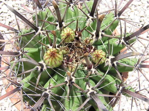 cactus