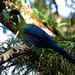 White cheecked Turaco - Witwangtoerako