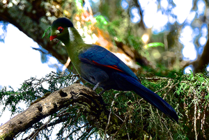 White cheecked Turaco - Witwangtoerako