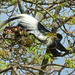 Colobus Monkey - Zwartwitte franje-apen