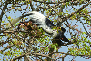 Colobus Monkey - Zwartwitte franje-apen