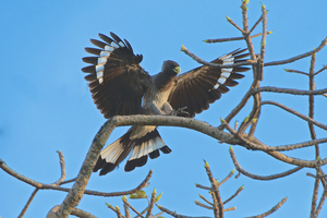 Eastern Grey Plantain Eater - Bandstaartbananeneter