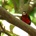 Double Toothed Barbet - Dubbeltand Baardvogel