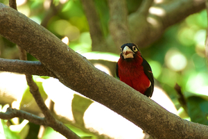 Double Toothed Barbet - Dubbeltand Baardvogel
