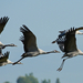 Common Crane - Kraanvogel