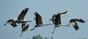 Common Crane - Kraanvogel