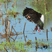 Egyptian Gooze - Nijlgans landing