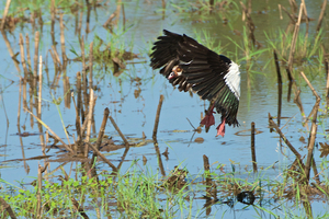 Egyptian Gooze - Nijlgans landing