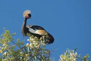 Black Headed Crane   - Zwarte Kroonkraanvogel