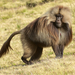 Gelada Baboo