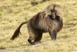 Gelada Baboo