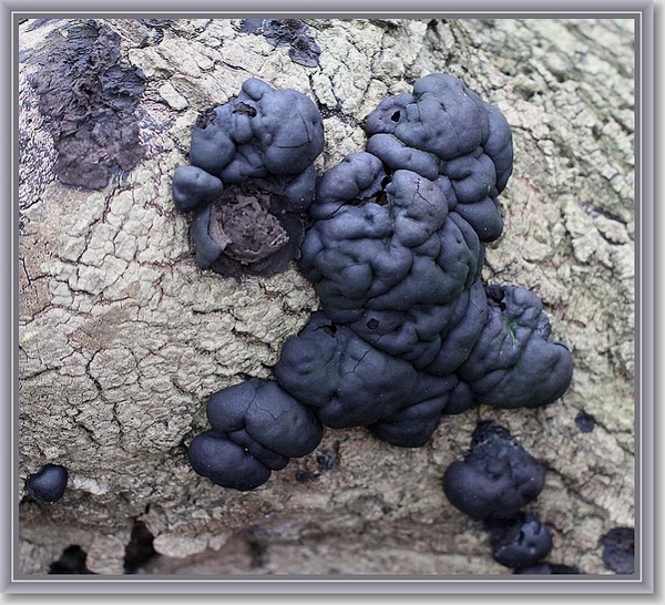 Kogelhoutskoolzwam - Daldinia concentrica (3)