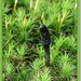 Zwarte Truffelknotszwam - Cordyceps ophioglossoides