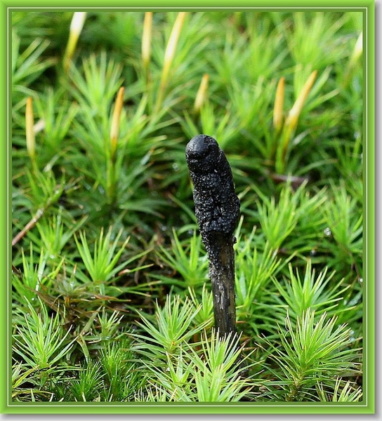 Zwarte Truffelknotszwam - Cordyceps ophioglossoides