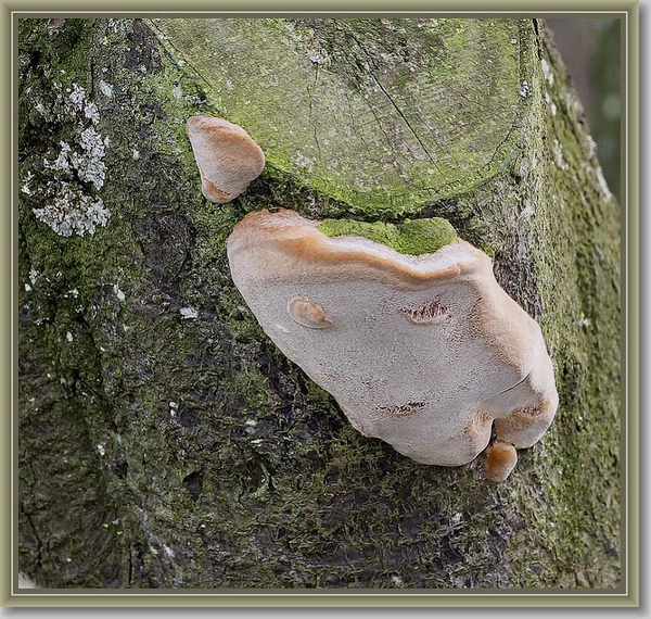 Boomgaardvuurzwam - Phellinus tuberculosus
