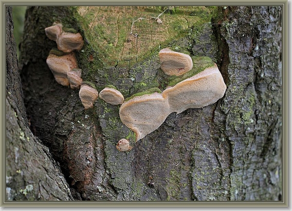 Boomgaardvuurzwam - Phellinus tuberculosus