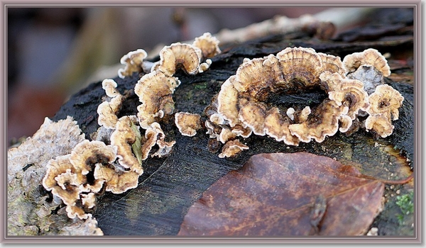 Gele korstzwam - Stereum hirsutum (2)