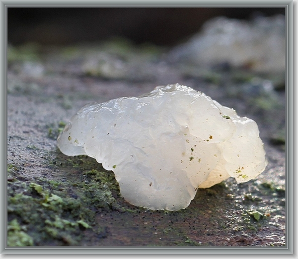 Klontjestrilzwam - Myxarium nucleatum