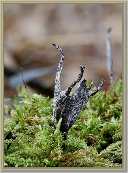 Geweizwam - Xylaria hypoxylon