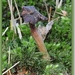 Zwarte Truffelknotszwam  - Cordyceps ophioglossoides