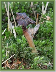 Zwarte Truffelknotszwam  - Cordyceps ophioglossoides