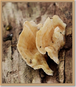 Ruig elfenbankje - Trametes hirsuta