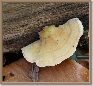 Ruig elfenbankje - Trametes hirsuta  (1)