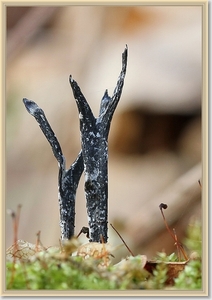 Geweizwam - Xylaria hypoxylon  (1)