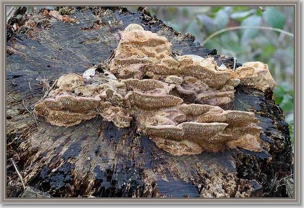 Doolhofzwam - Daedalea quercina