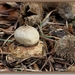 Gekraagde aardster - Geastrum triplex