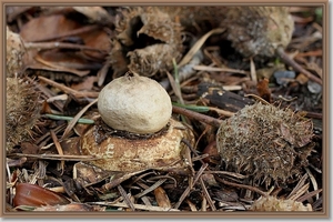 Gekraagde aardster - Geastrum triplex