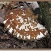 Berkenzwam - Piptoporus betulinus