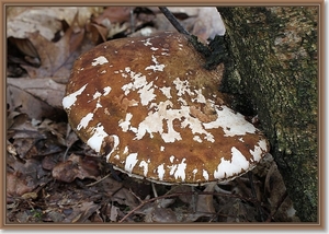 Berkenzwam - Piptoporus betulinus