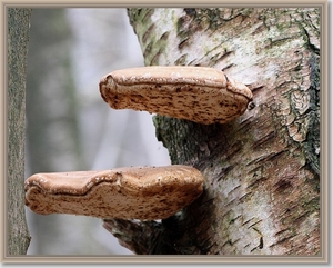 Berkenzwam - Piptoporus betulinus