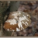 Berkenzwam - Piptoporus betulinus