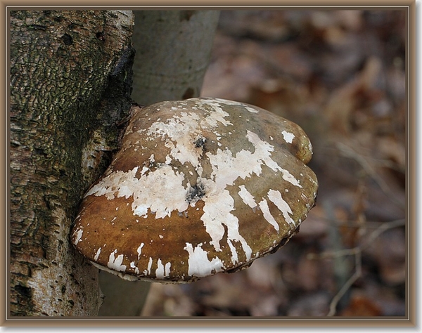 Berkenzwam - Piptoporus betulinus