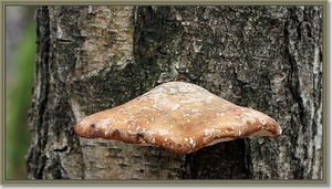 Berkenzwam - Piptoporus betulinus